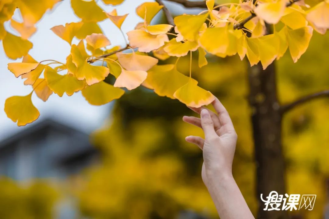秋季限定|昆明九所学校，送你诗意校园里的一抹金