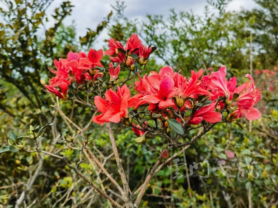 映山红野生杜鹃花图片,野生映山红杜鹃生长在什么地方