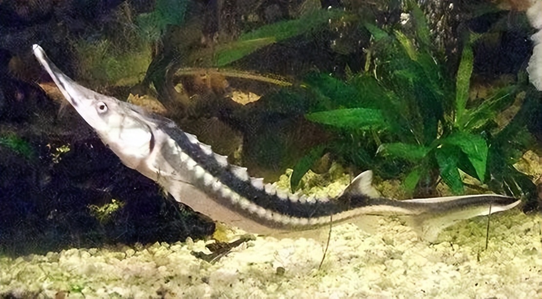 全球最贵的食物，鱼子酱界的天花板，需要百年才能等一回？