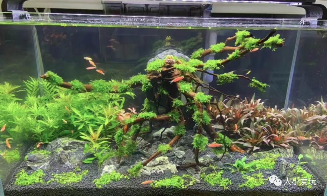 北京最美的花鸟市场,北京值得逛的花鸟市场