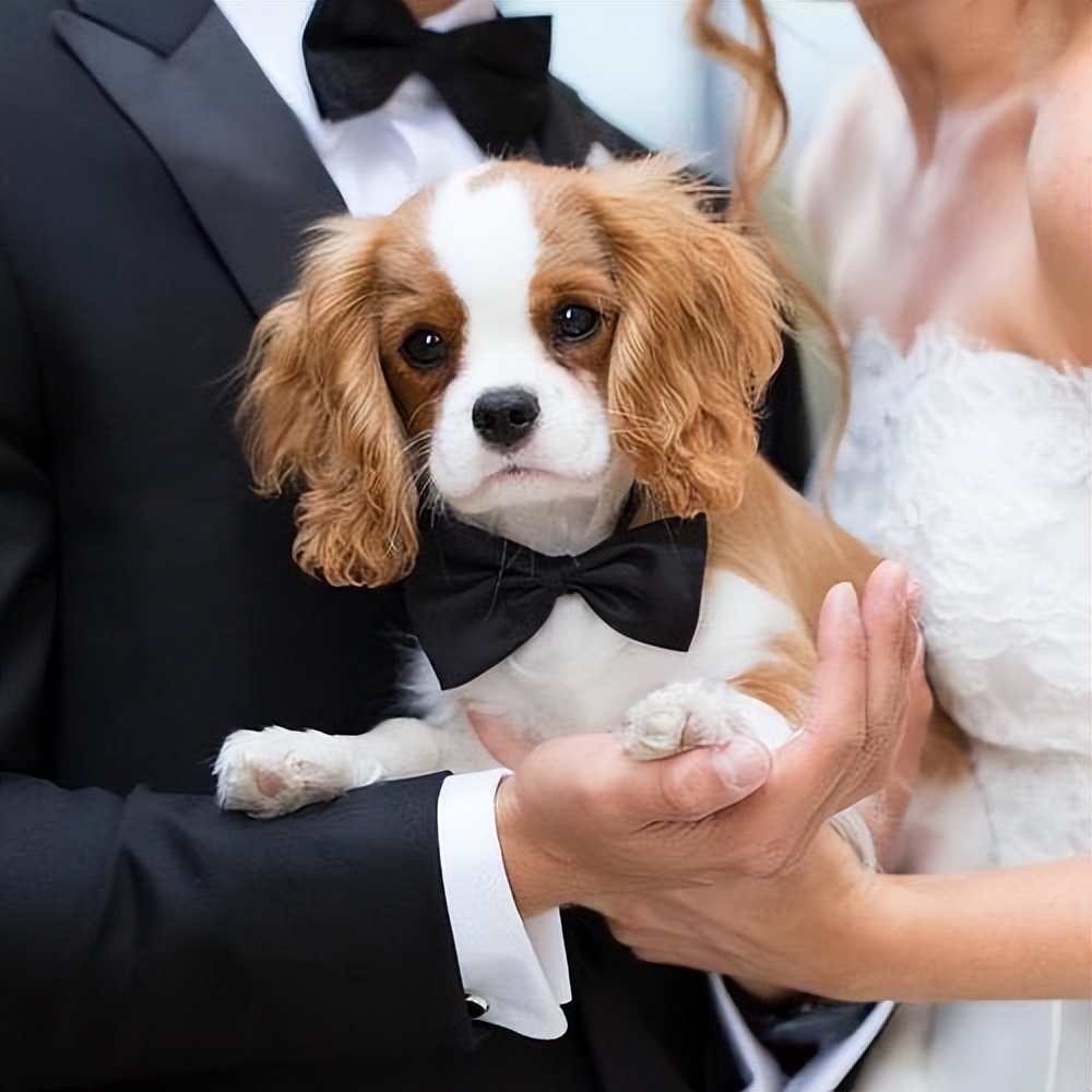 新手养狗养什么狗,新手养狗什么狗最忠诚