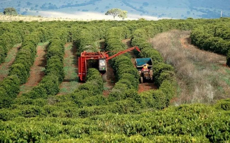 60%的人吃不饱饭，农业出口却排前三，巴西为何比印度还惨？