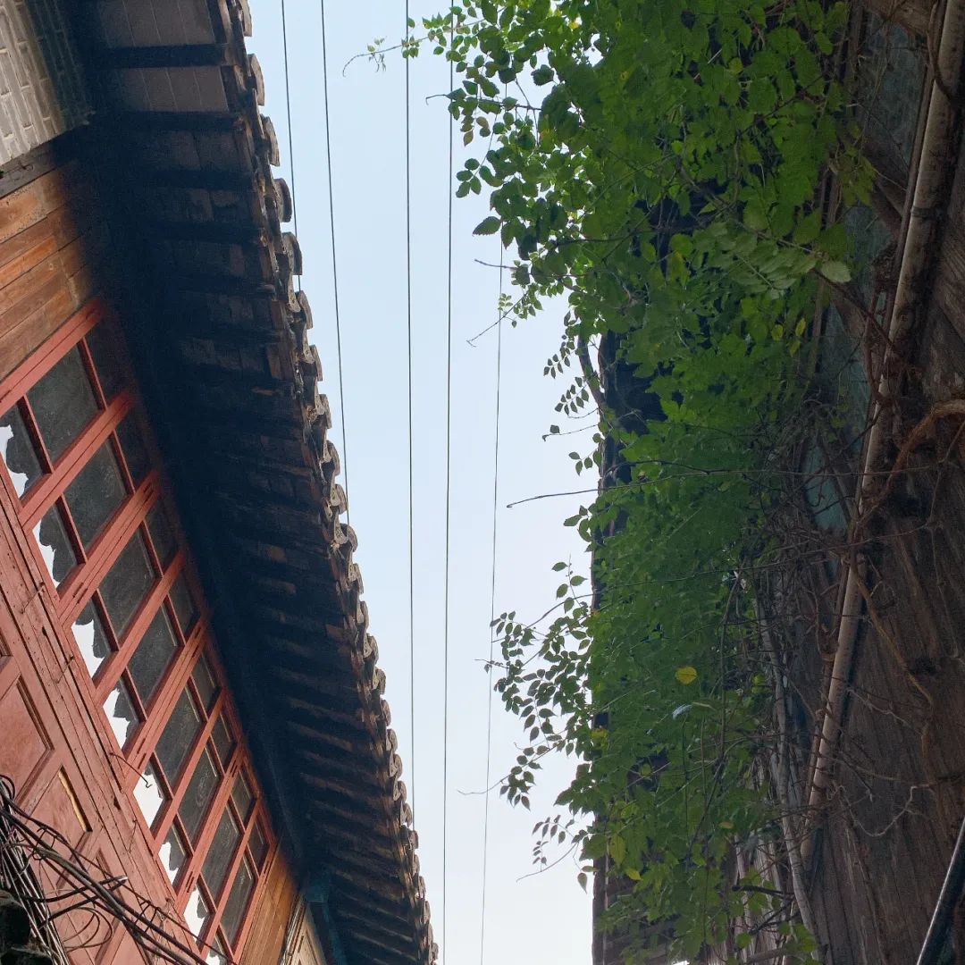 朱家角古镇一日游最佳攻略,朱家角什么好吃