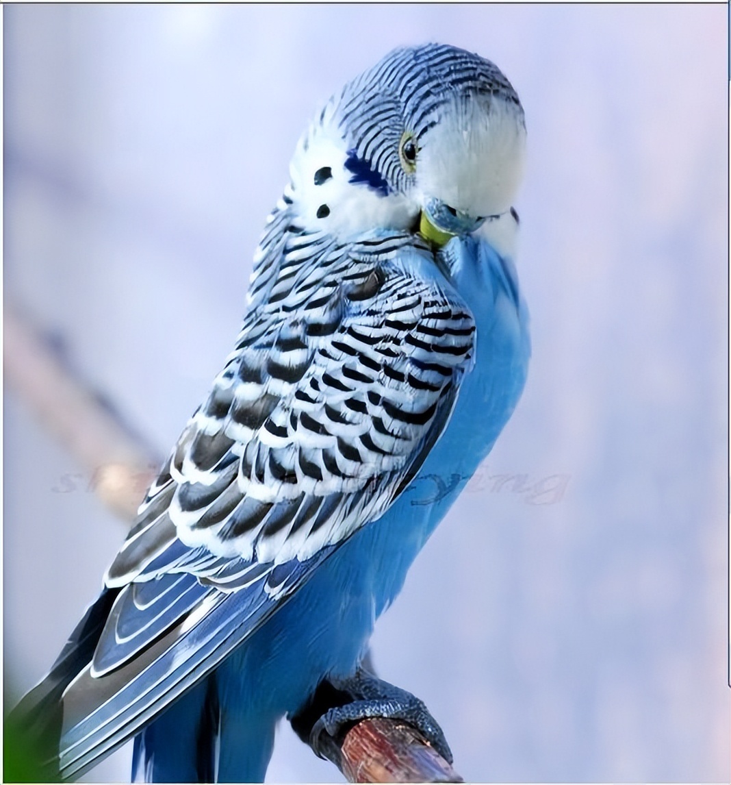 饲养虎皮鹦鹉违法吗,虎皮鹦鹉幼鸟饲养全攻略