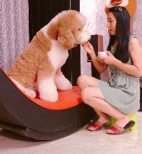 为什么巨型贵宾犬好养,贵宾为什么那么粘人