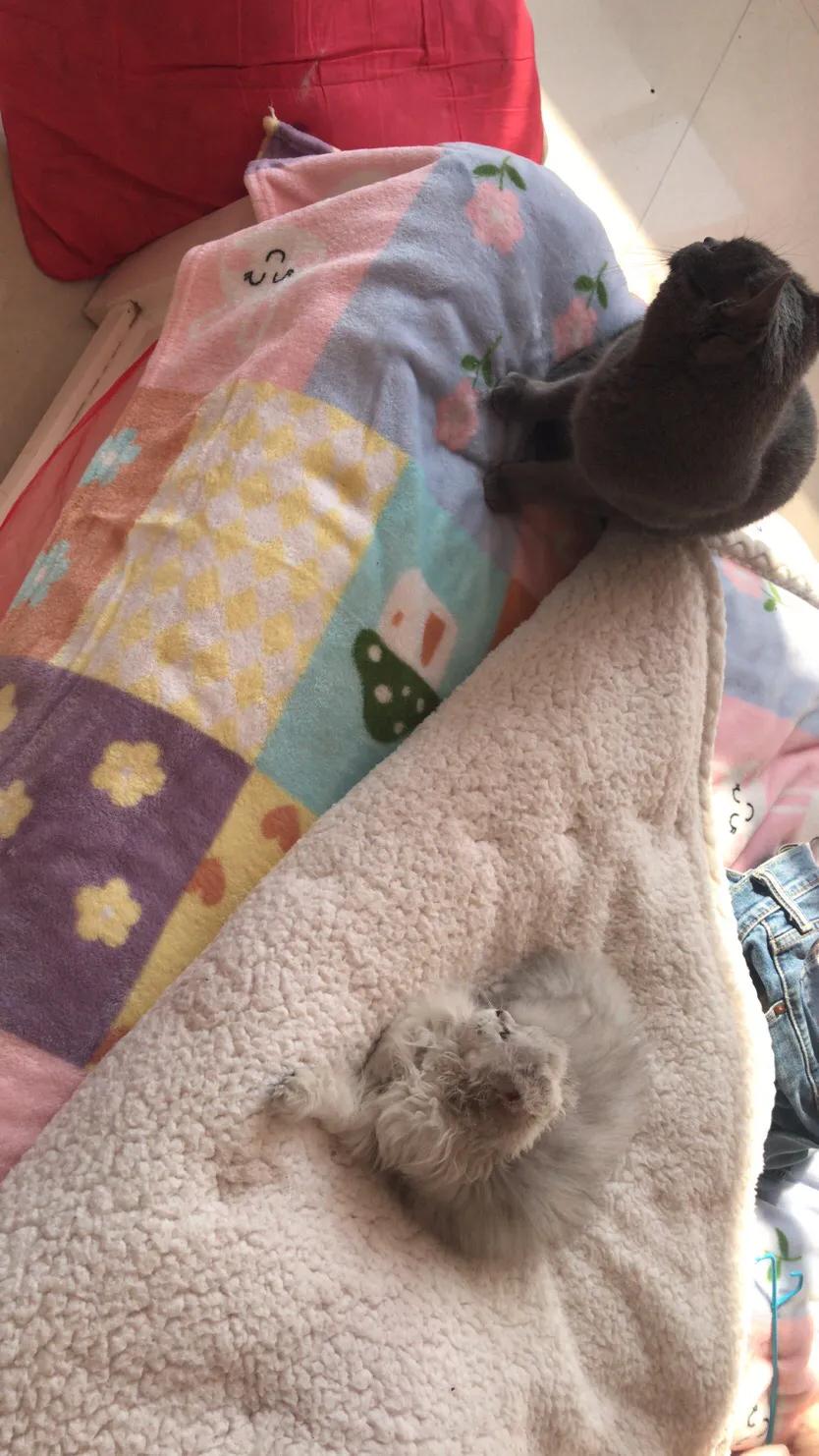 猫瘟自己治疗方法,猫瘟自己治疗