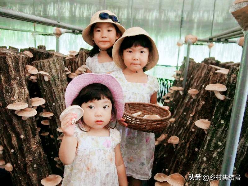 日本红薯国家农业公园地址,日本乡村公园