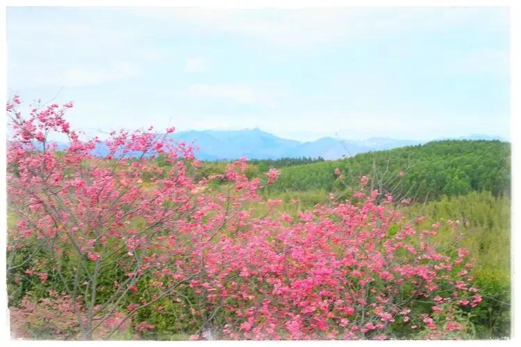 我想我妹妹,我想有一个妹妹