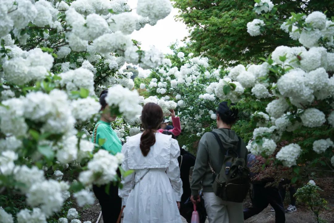 提前盛开！成都市区这个被偏爱的宝藏地又上新，即将刷爆全网