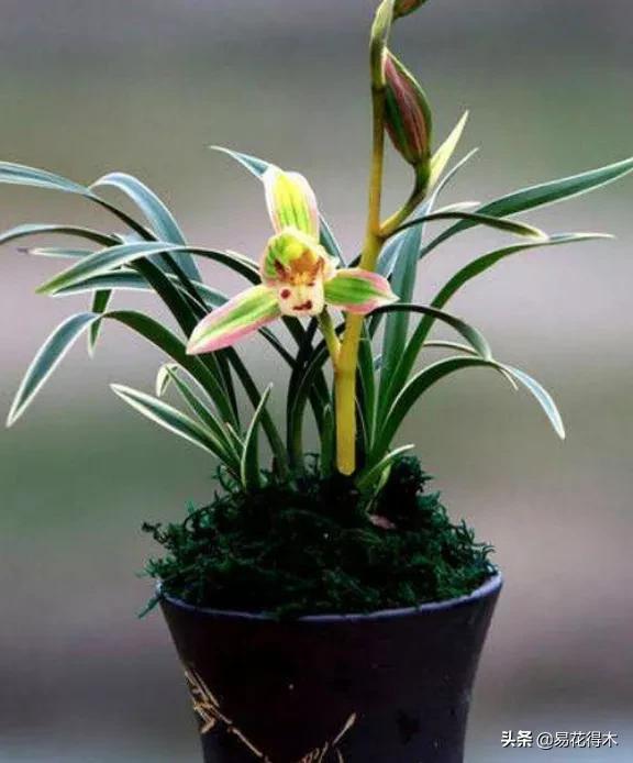 兰花上盆如何避免空根生长,兰花开始开花怎么养护好看