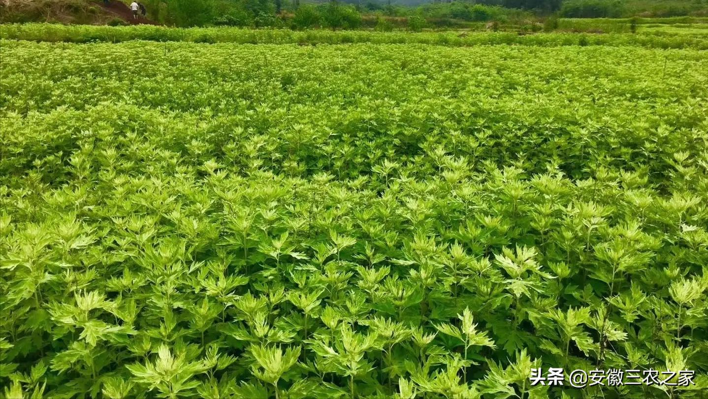 种植50亩艾草能赚多少钱,种植艾草一亩地可以收入多少