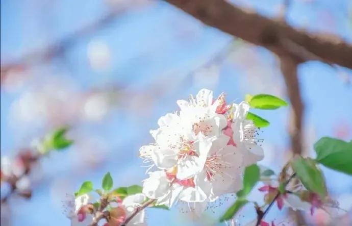 十首最美春日诗词邂逅最美春愁,关于春日的唯美的诗句