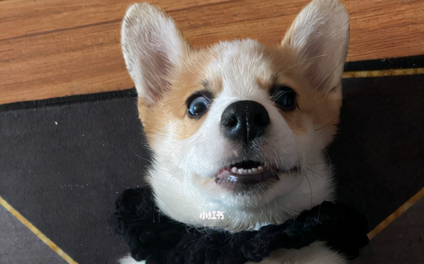 狗狗尾巴不长毛怎么回事,狗狗有可能尾巴上永远不长毛吗