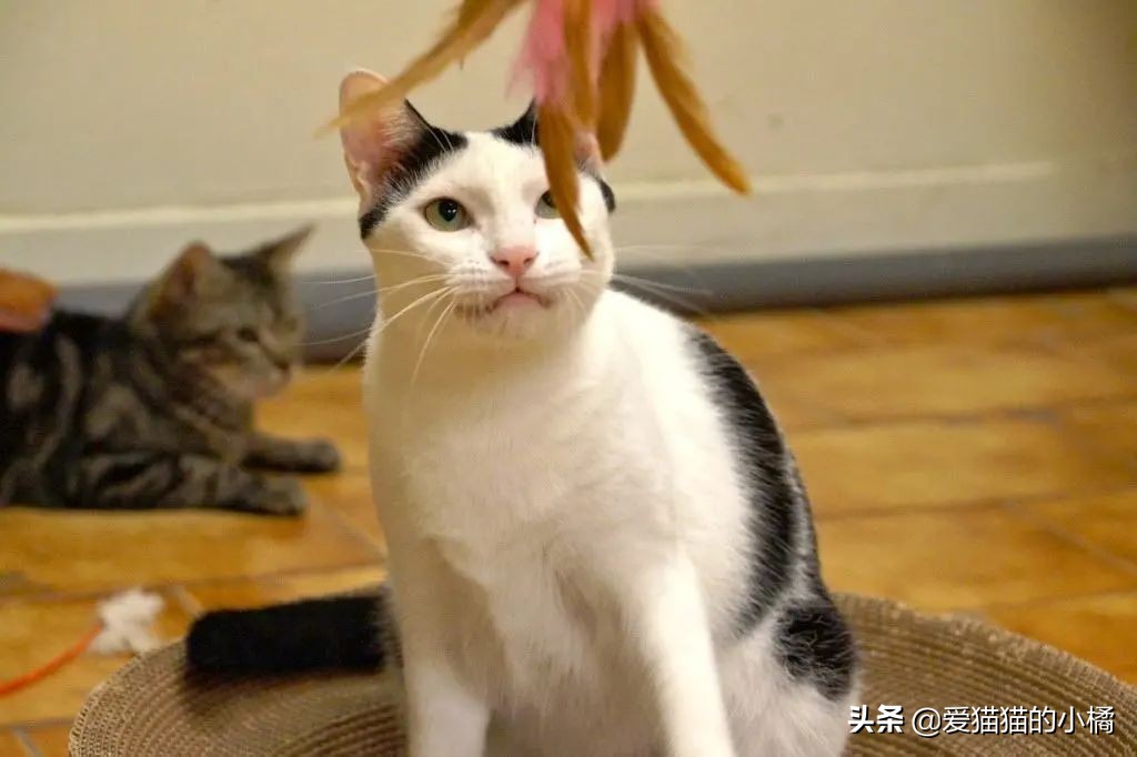 第一次养猫哪种喵星人最适合新手 (养猫必备清单及价目表)