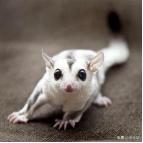 小众萌宠,小众宠物