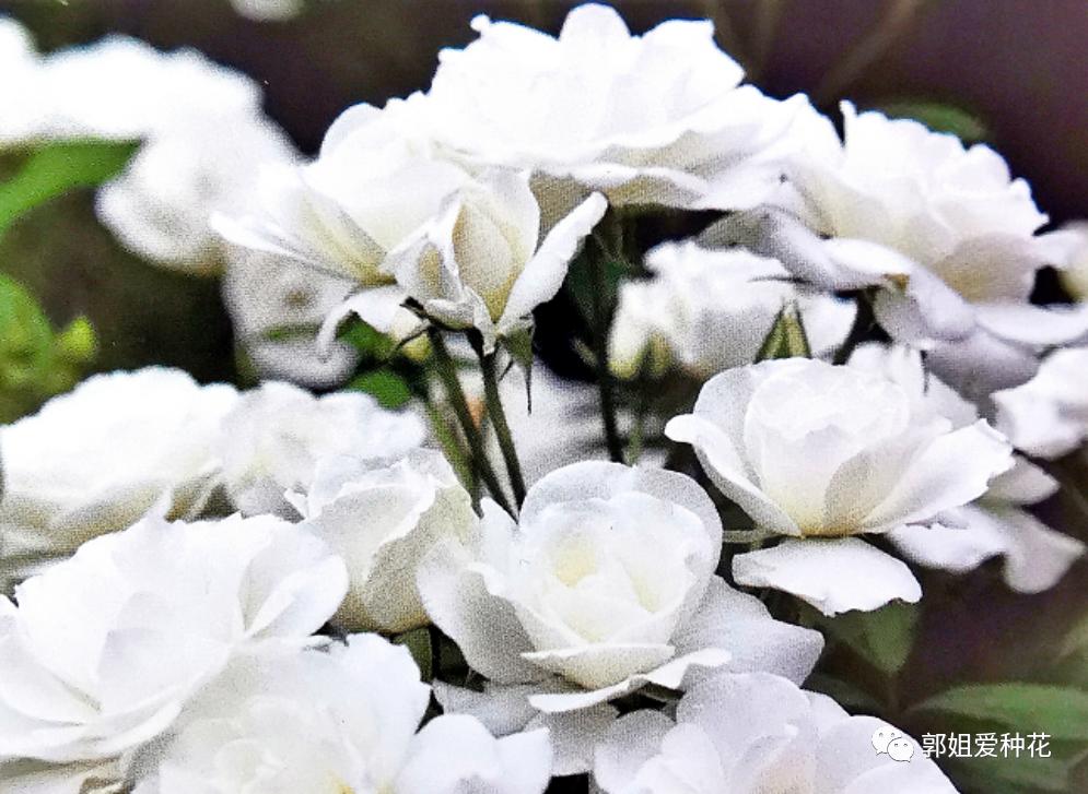 十大最耐雨的月季品种,耐晒耐雨淋的月季品种推荐