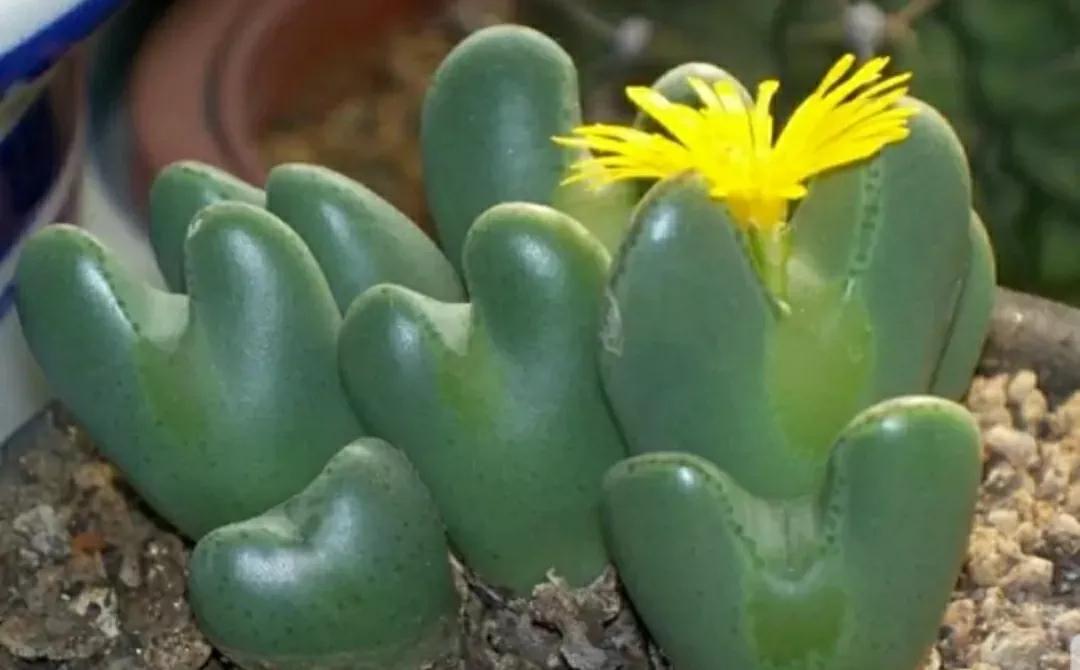 多肉植物石头开花,多肉石头花秋季