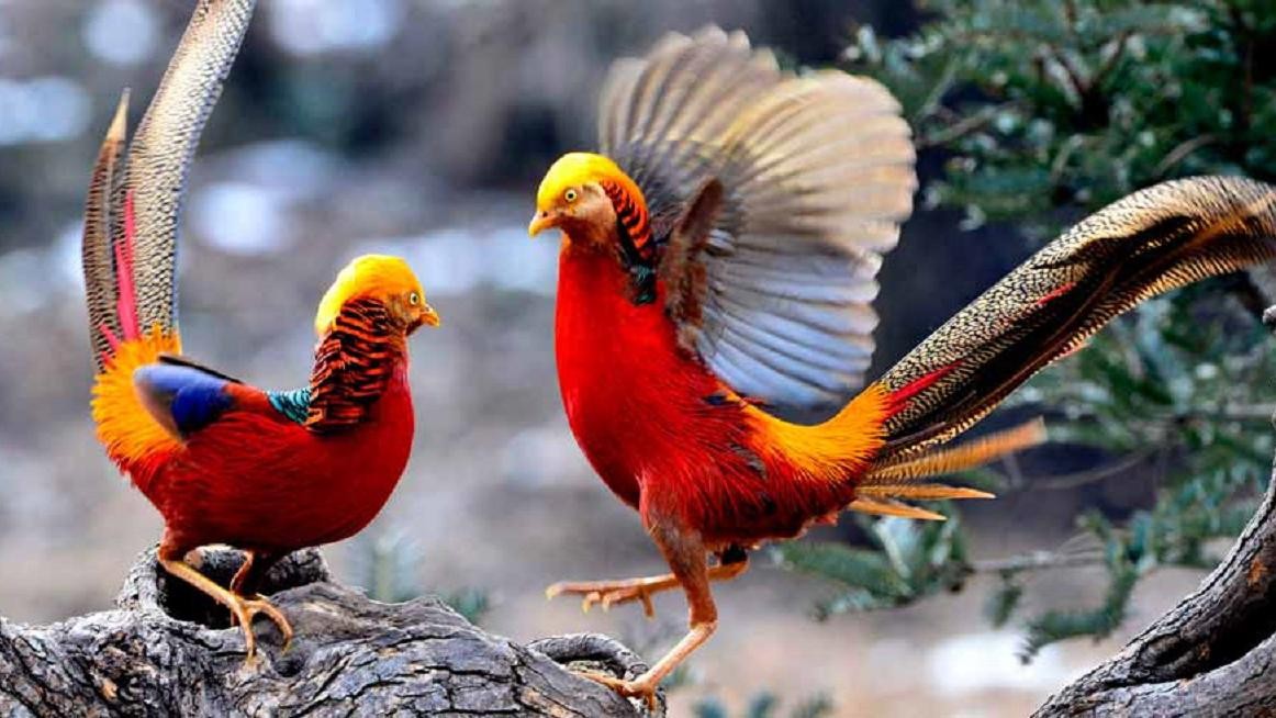 上山捡了野鸡蛋,山上捡的野鸡蛋孵出来能活吗