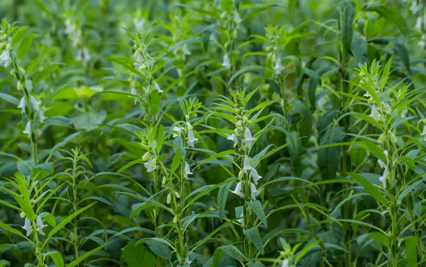 芝麻怕旱还是怕淹,芝麻怕雨淋