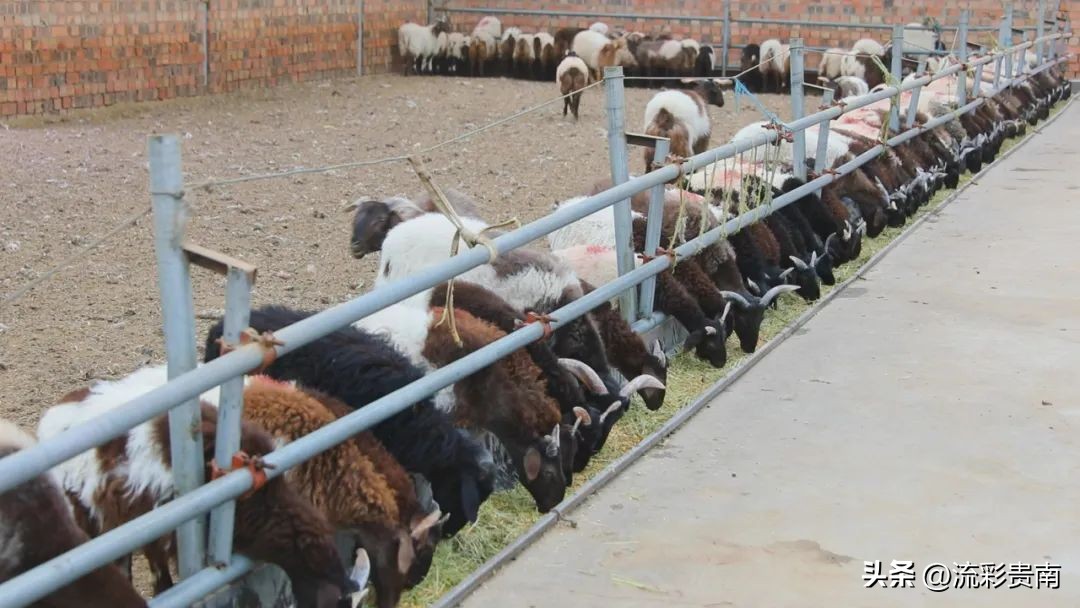 乡村振兴畜牧业,畜牧业乡村振兴