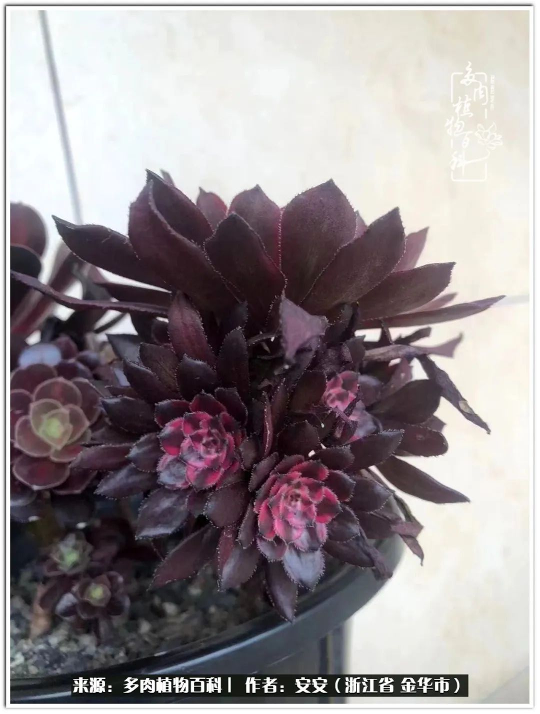 多肉法师花卉品种大全,多肉法师为什么叫法师