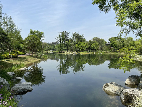鍒濆涔嬫梾榛勯噾娴峰哺,鍒濆涔嬫梾