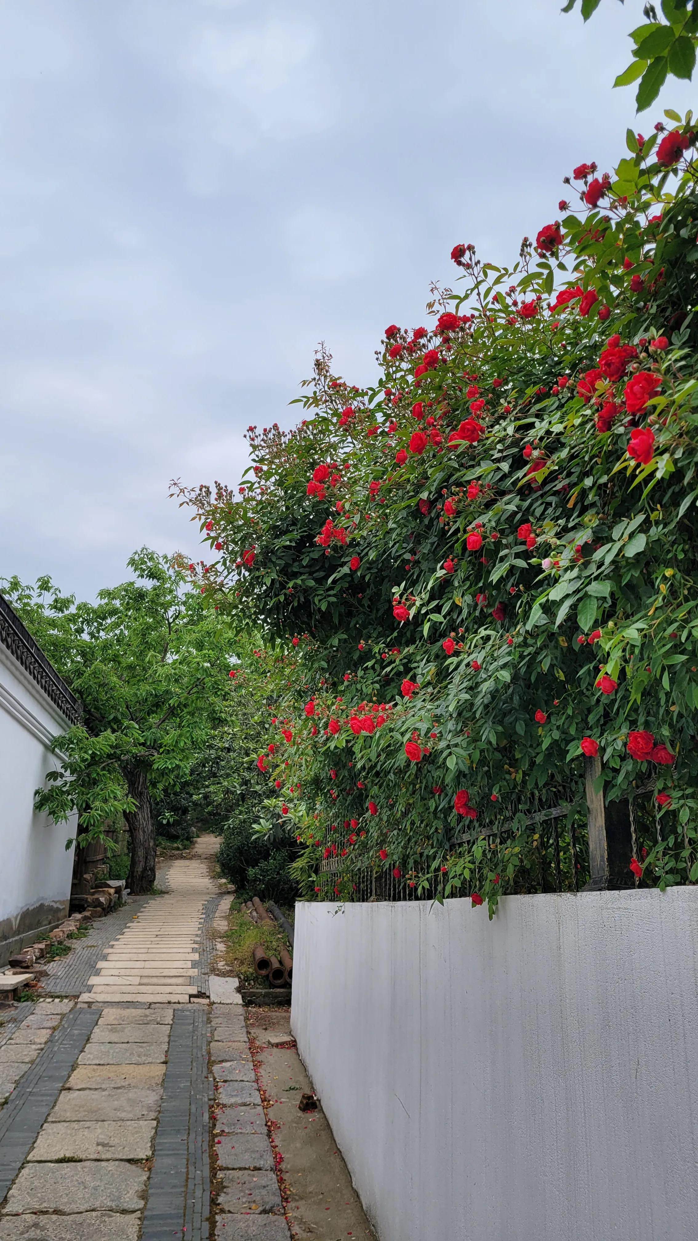 东山杨湾古村看杏叶,东山杨湾古村怎么进去