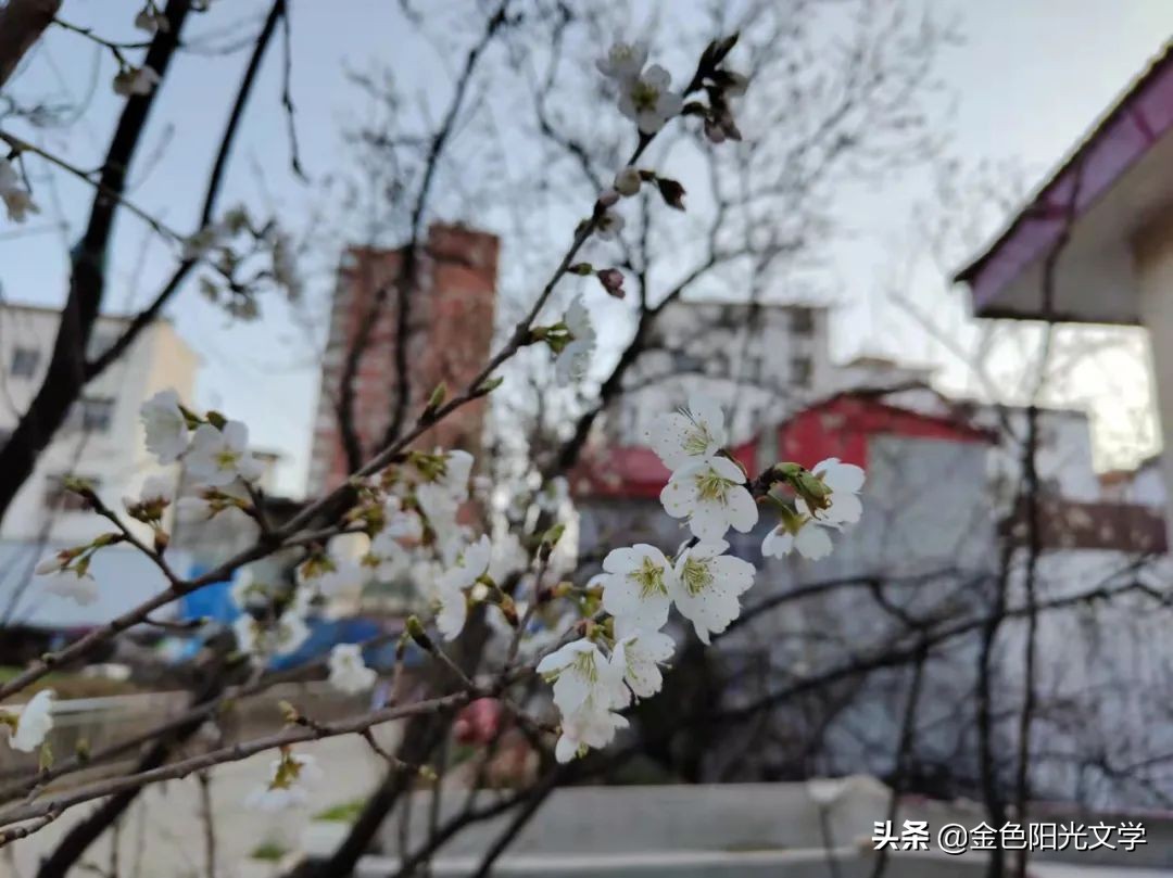 《“我”来了》《我的南瓜弟弟》《蜜蜂采蜜》