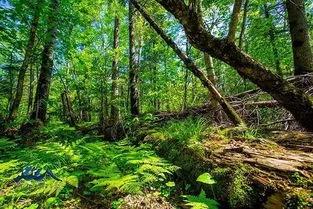 挖参故事结局,挖参奇遇