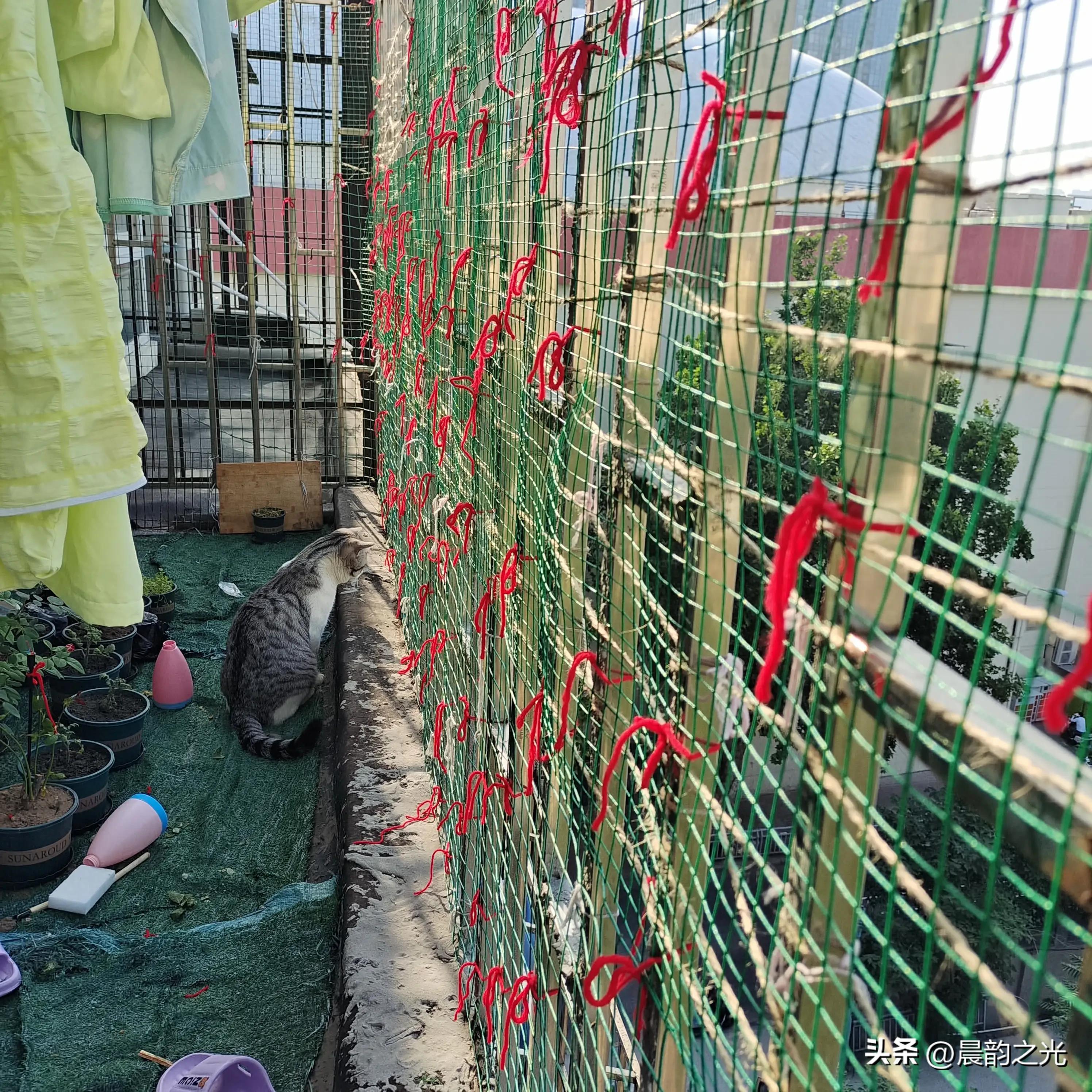 几百块钱买的猫靠谱吗,几百块的猫是真的吗