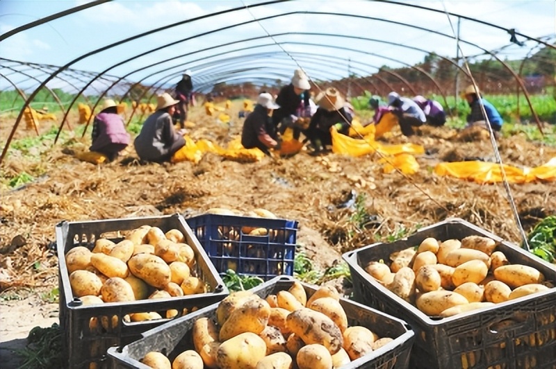 乡村振兴示范村典型案例建设方案,乡村振兴谋划不全不细典型案例