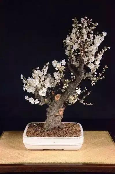 梅花老桩盆景,梅花盆景制作