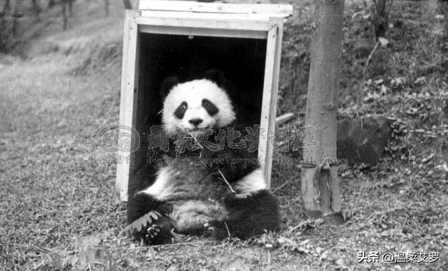 日军日记：路遇逃难的女学生，我将她的腿骨做成了锋利的*刀刺**!