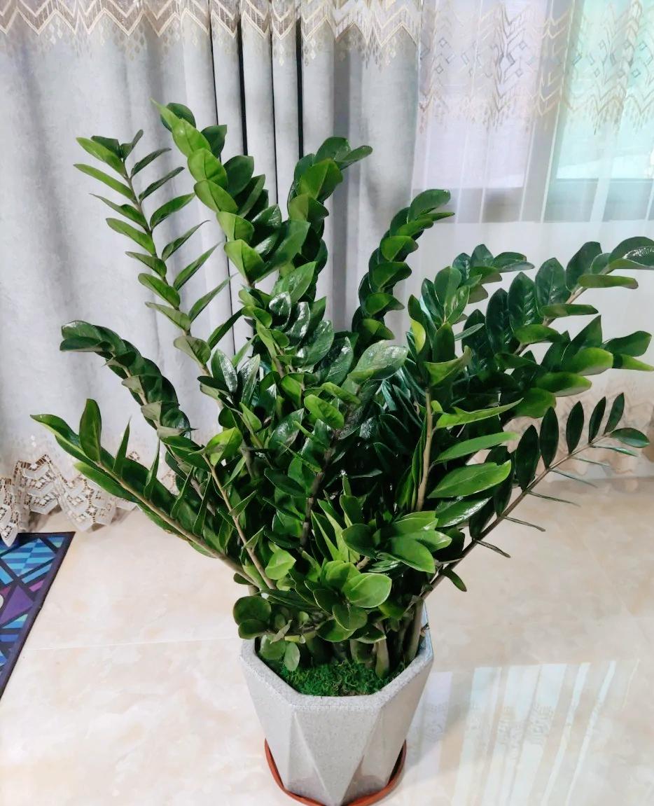 6种漂亮的富贵花好养好看还招财,6种长寿花能活一百年漂亮又吉利