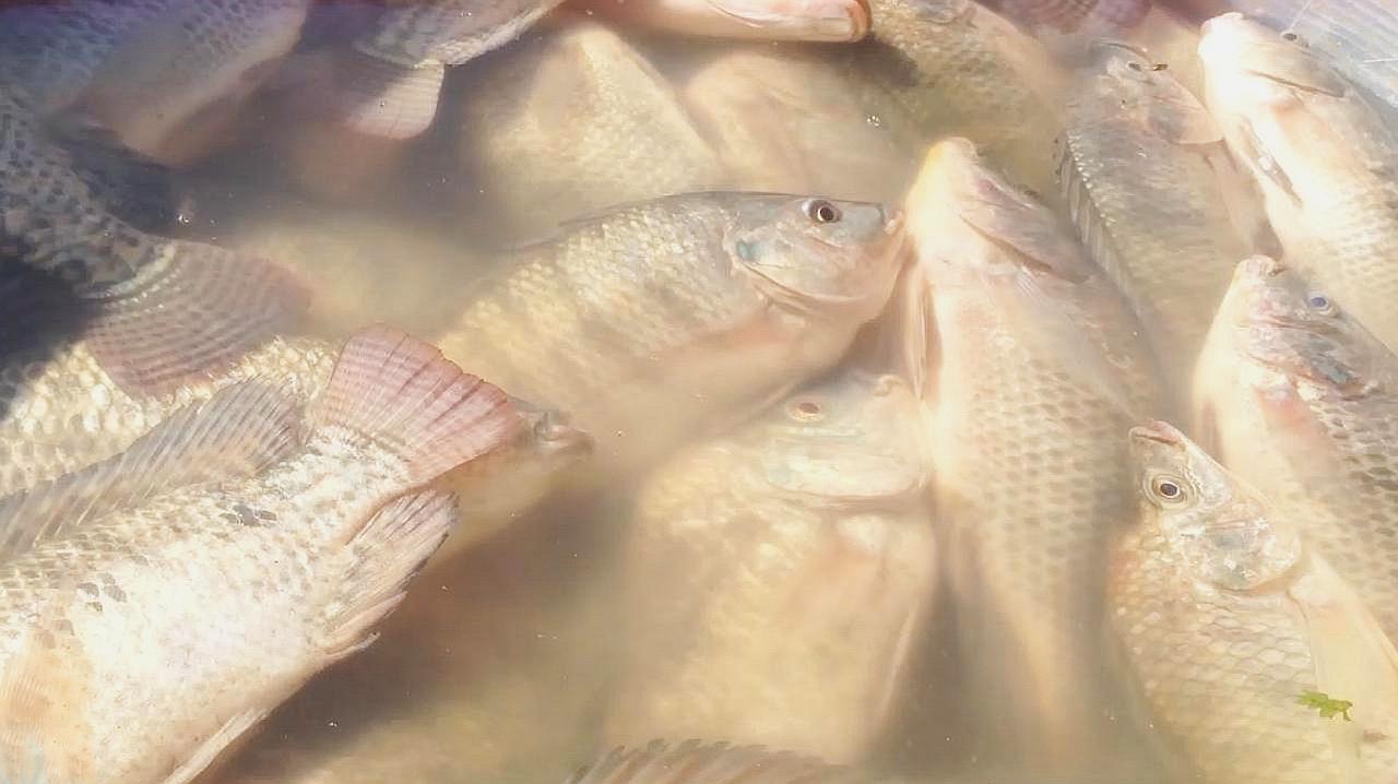 臭水沟中的罗非鱼为啥不能吃,臭水沟里的罗非鱼可以养可以吃吗
