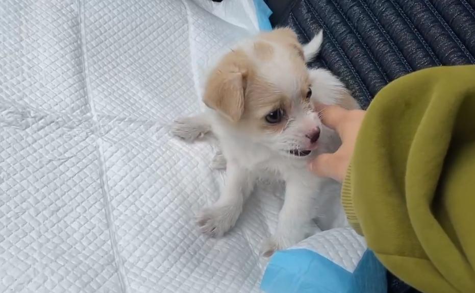 黑龙江：眼中长息肉的狗宝宝，紧抱志愿者的手，狗狗：别再抛弃我