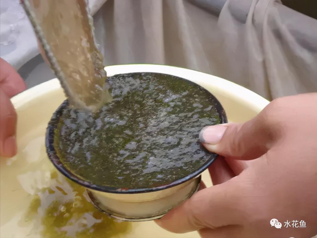 家鱼养殖如何投苗,养殖鱼技术和鱼苗