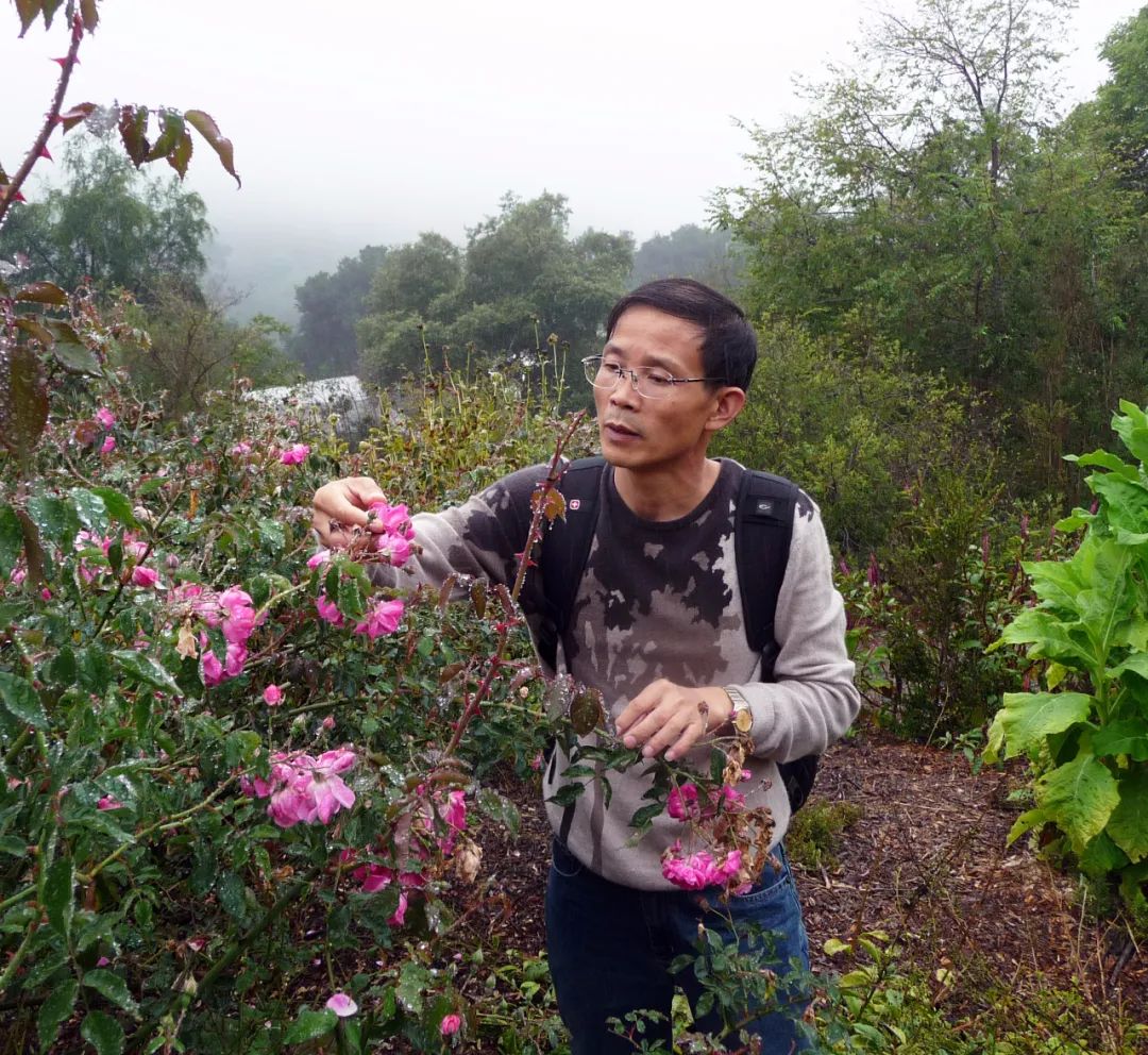 为了送中国的这株花给皇后,当年拿破仑不惜与英国达成停战协议?