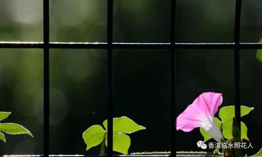 画习作思维导图1至8单元的,思维导图作文四年级怎么画