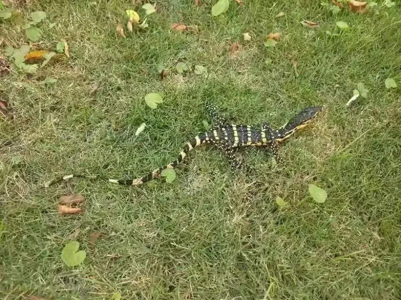 唾液含剧毒的五爪金龙现身云南,云南现两种极危物种五爪金龙