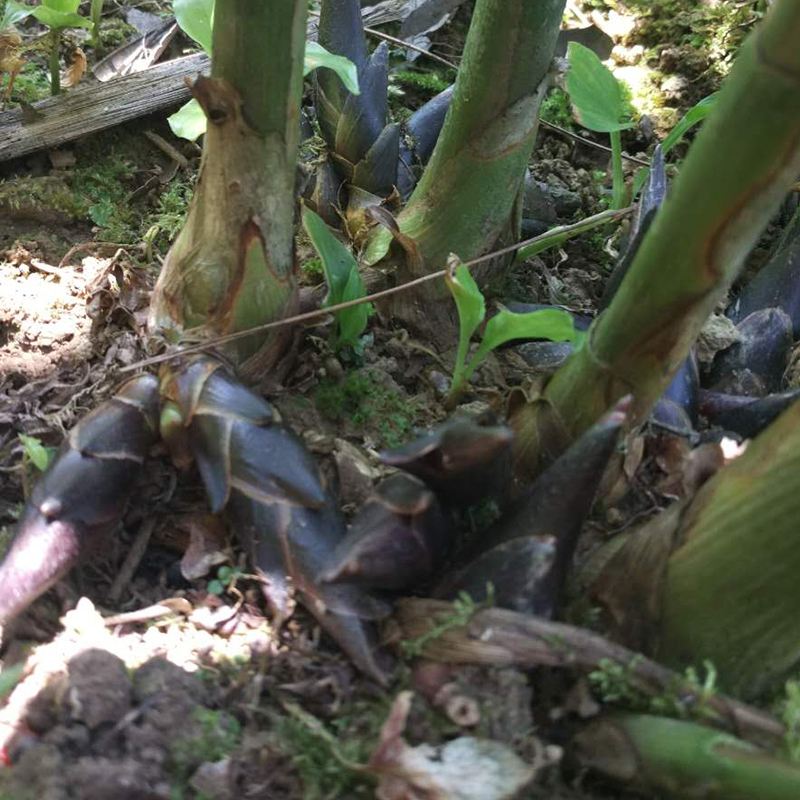 春天看图挖野菜，送你40种野菜大图鉴，让你轻松辨别各种野菜