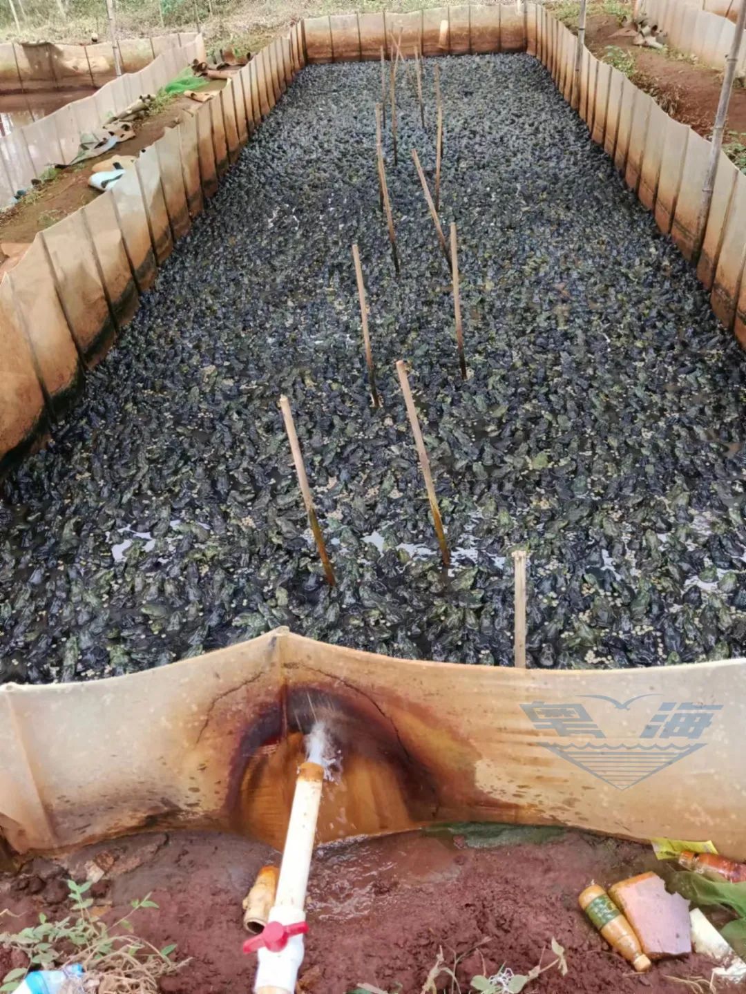 拥有多年的牛蛙养殖技术经验,致富经之牛蛙养殖