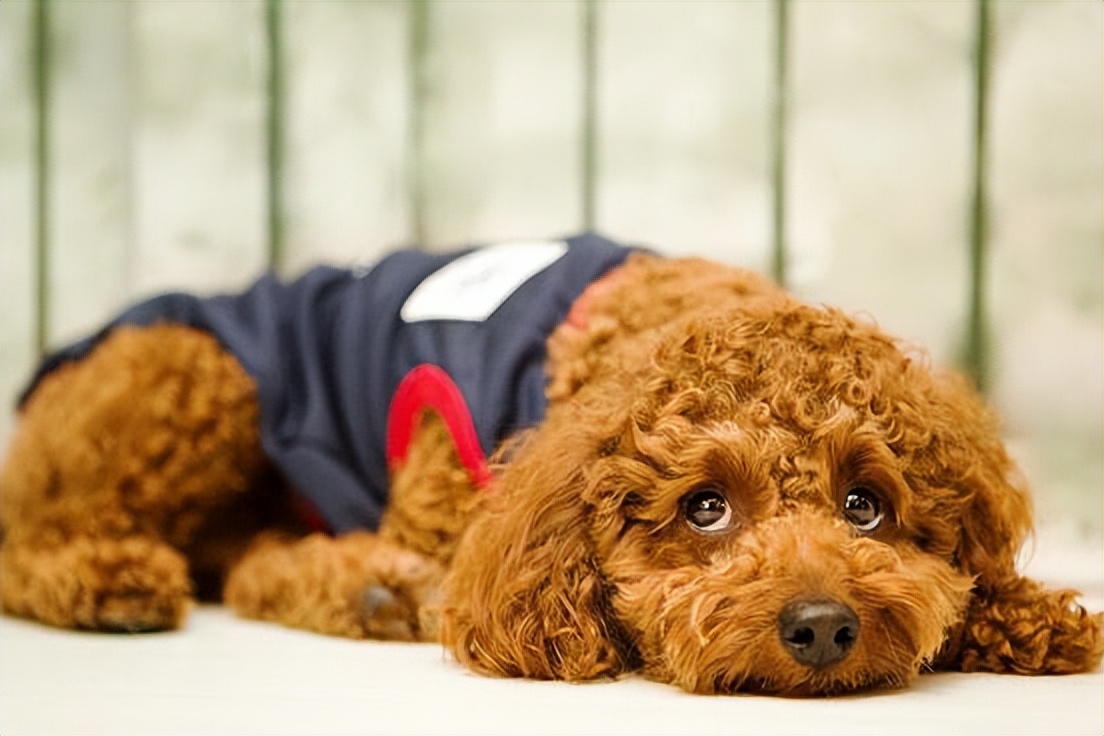 如何预防贵宾犬挑食,贵宾犬挑食不吃食