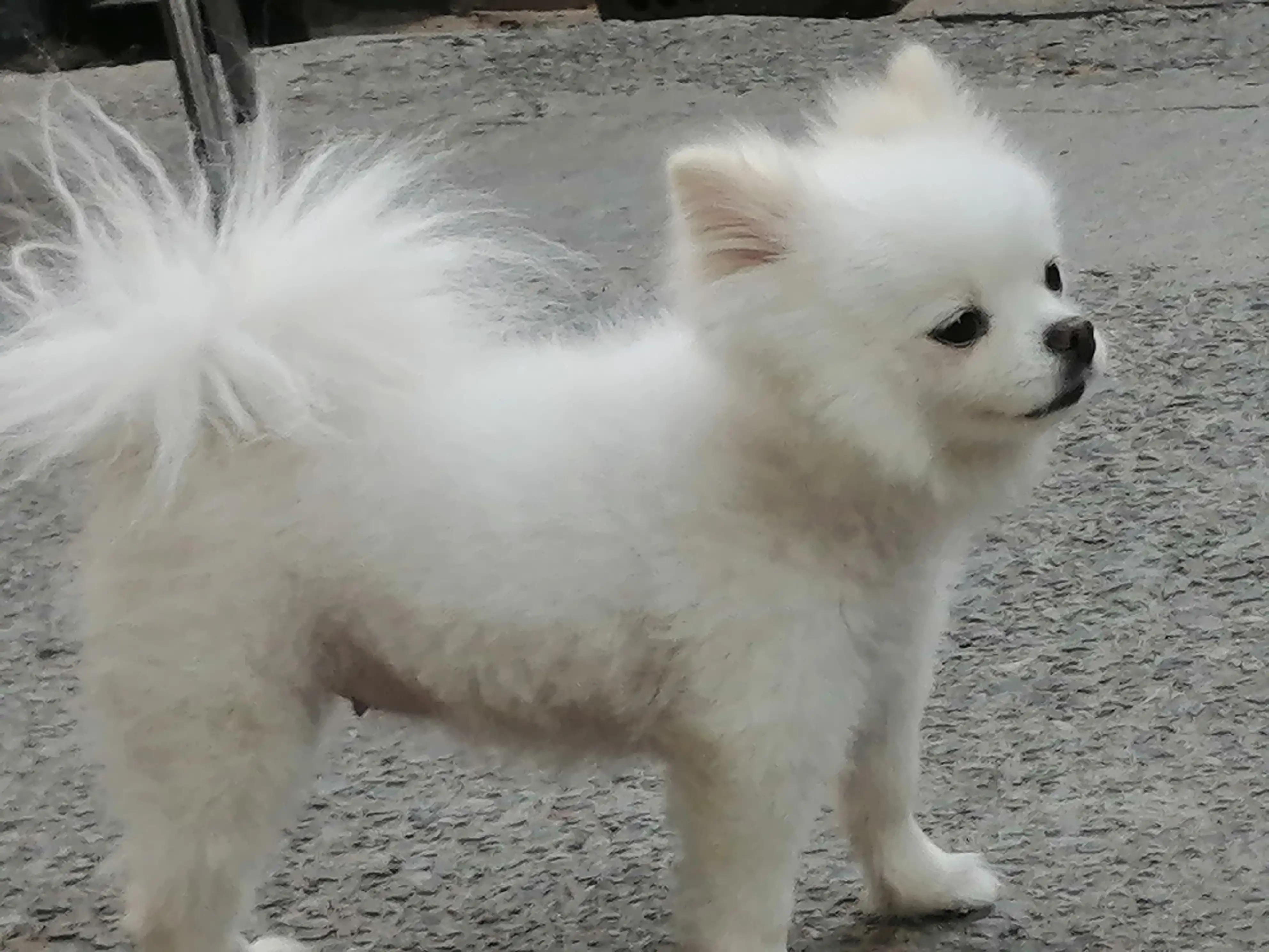 姣涜眴灏忕嫍,璋冪毊灏忕嫍姣涜眴