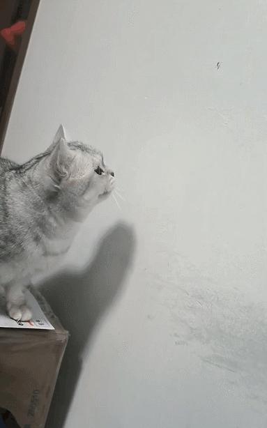 养猫不能放蟑螂药怎么办,养猫不能用的驱蚊方法