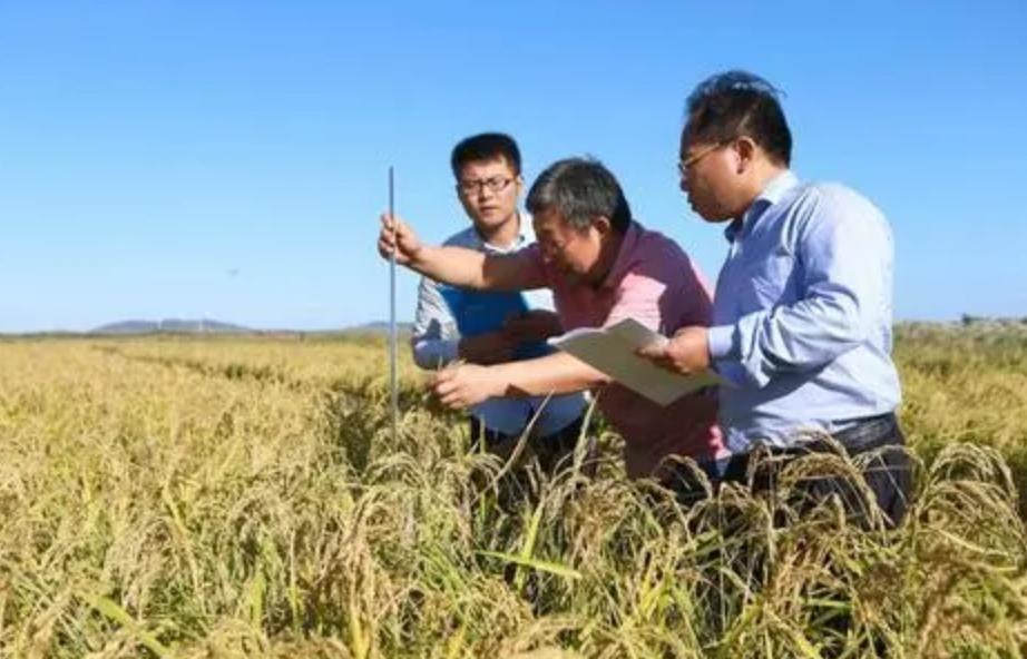 海水稻最新发展,海水稻真的难吃么