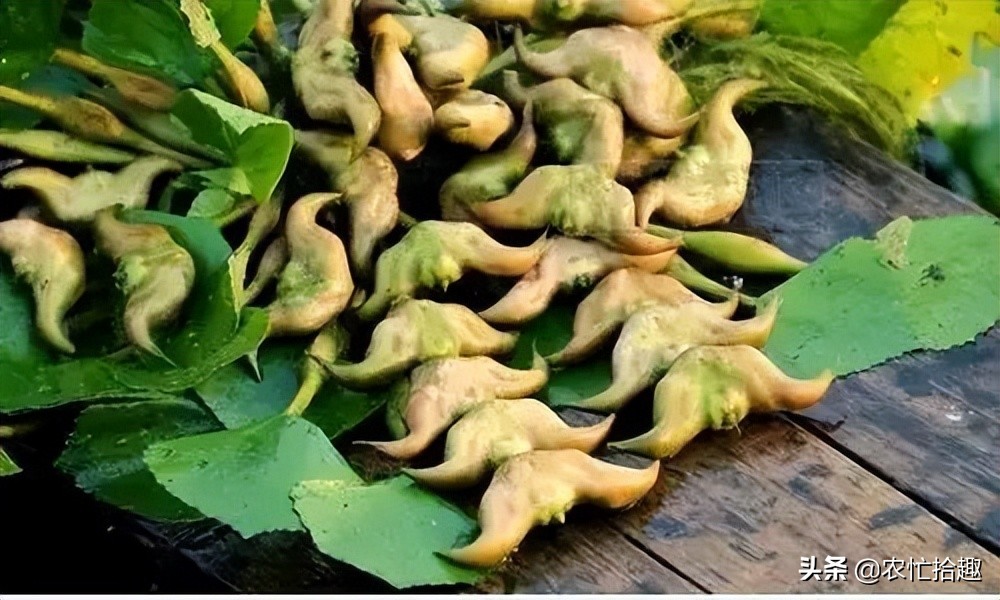 菱角菜寄生虫不小心生吞了怎么办,菱角为什么会有寄生虫