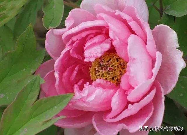 花儿朵朵开，香艳惹人爱，闻香觅花来，弄花香满衣