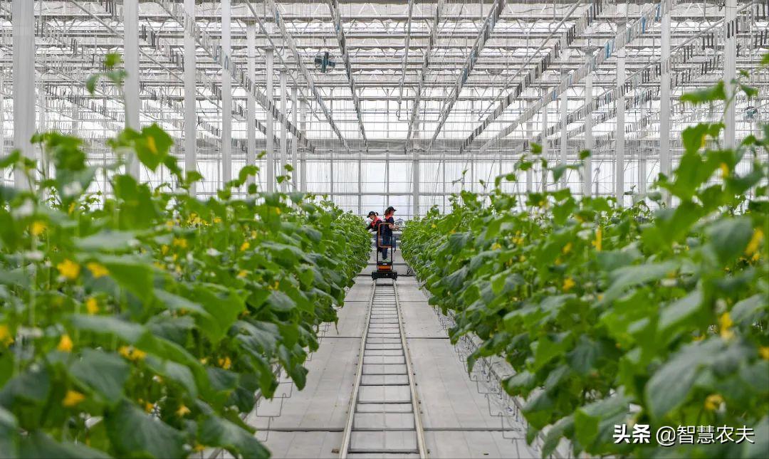 智能温室种菜视频,智能温室种植利润