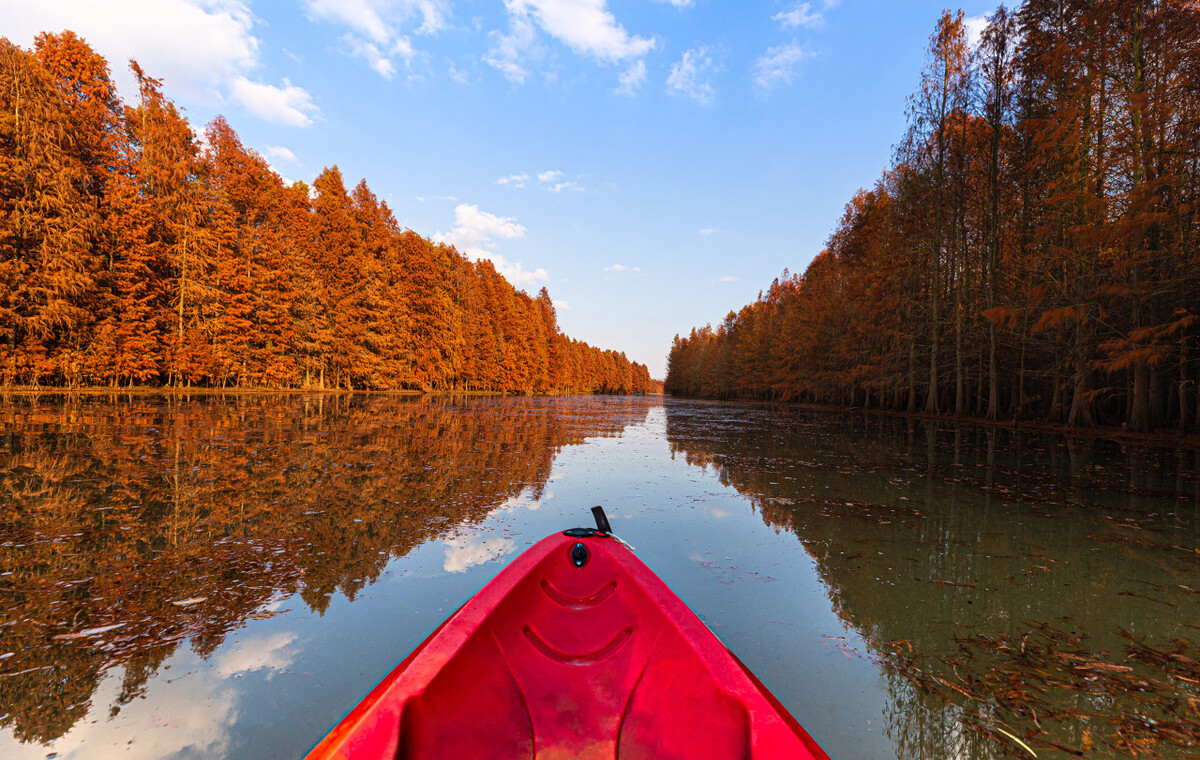 上海海湾国家森林公园在什么地方,上海国家森林公园有几个